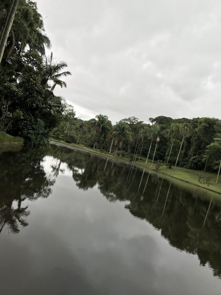 Jardim Botânico5ninfeias